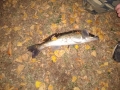 Zander