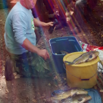 Fischerkönig2015_wiegen